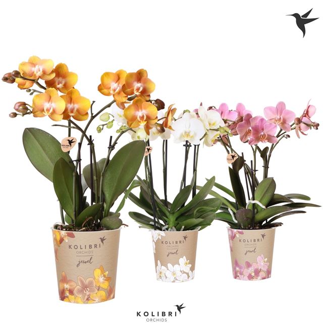 Picture of Phalaenopsis 04-stem jewel mix
