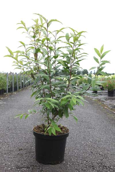 Picture of Prunus glandulosa rosea plena
