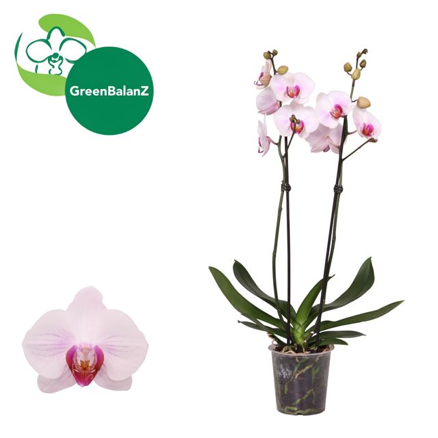 Picture of Phalaenopsis 02-stem denver