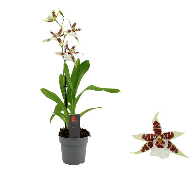 Picture of CAMBRIA 01-STEM RENAISSANCE WHITE 