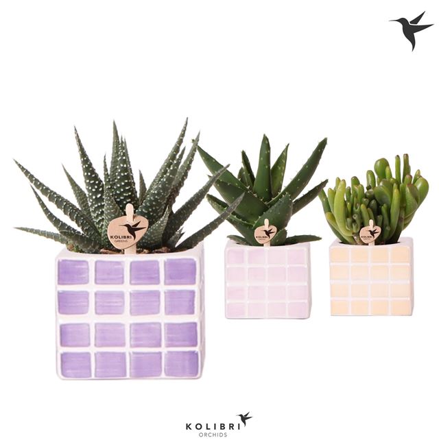 Picture of SUCCULENT MIX IN CERAMIC