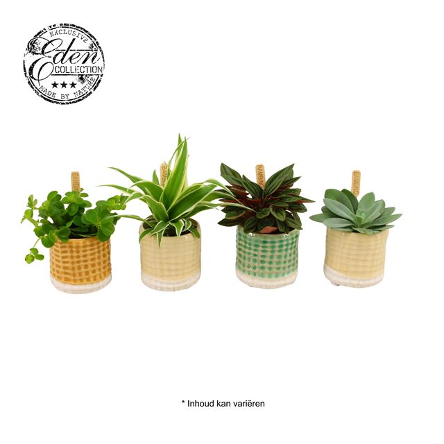 Picture of FOLIAGE MIX IN CERAMIC