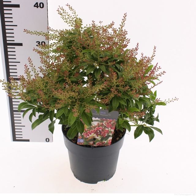 Picture of Pieris japonica passion