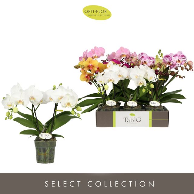 Picture of PHALAENOPSIS 02-STEM TABLO MIX