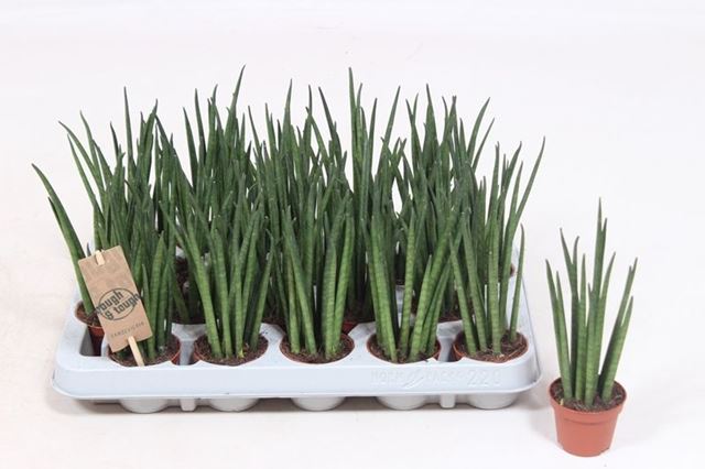 Picture of SANSEVIERIA MIKADO