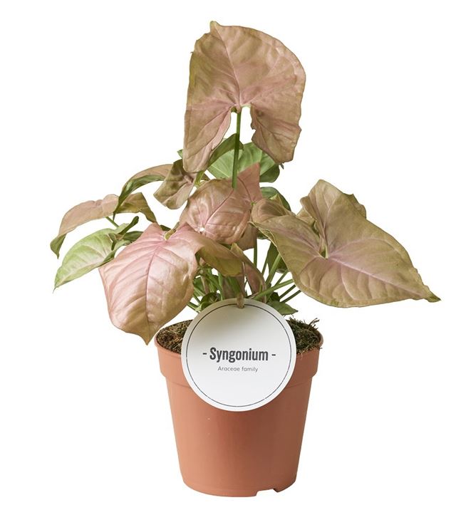 Picture of Syngonium neon