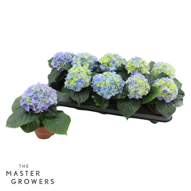 Picture of Hydrangea macrophylla 01-fl blue
