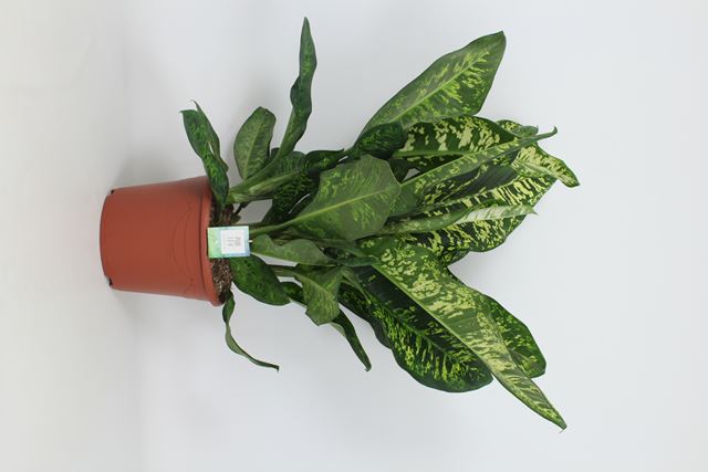 Picture of DIEFFENBACHIA CROWN