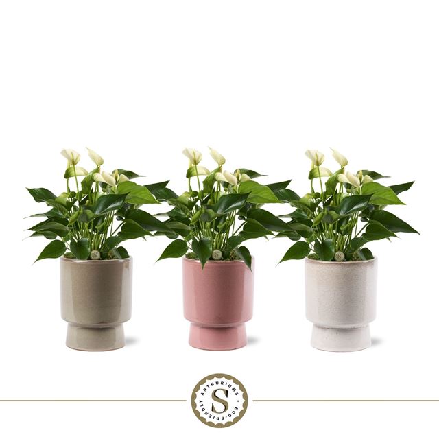 Picture of Anthurium white in ceramic toulouse