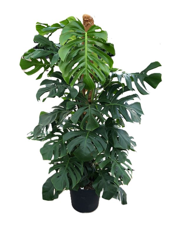 Picture of Monstera deliciosa mosspole 180+