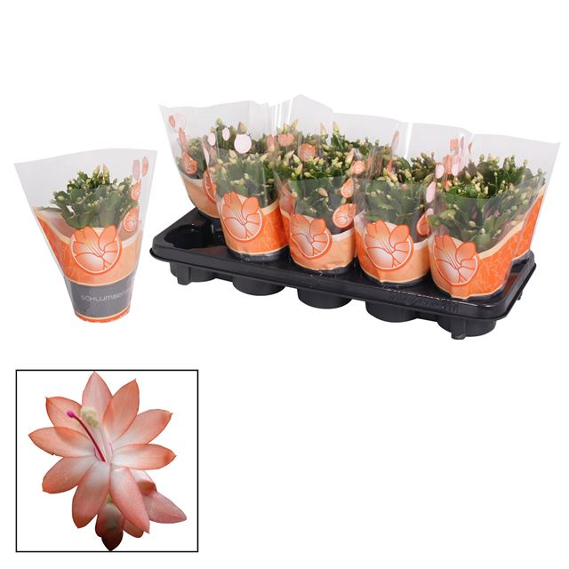 Picture of Schlumbergera orange