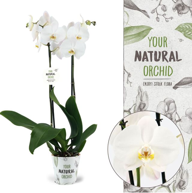 Picture of PHALAENOPSIS 02-STEM CAMBRIDGE NATURAL ORCHID