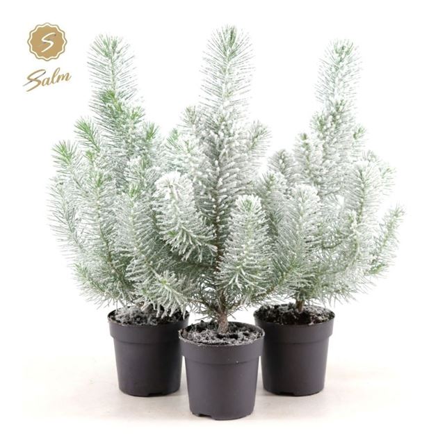 Picture of Pinus pinea silver crest + snow