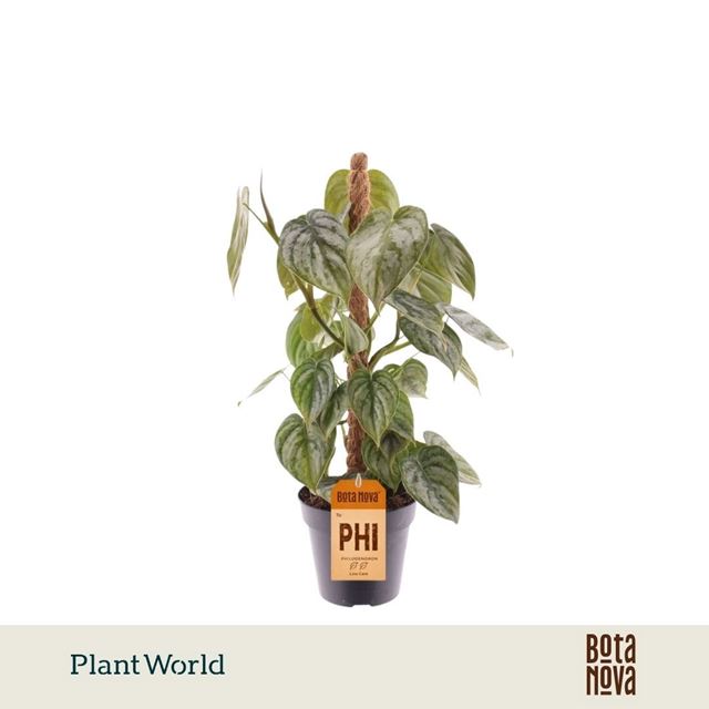 Picture of Philodendron brandtianum mosspole