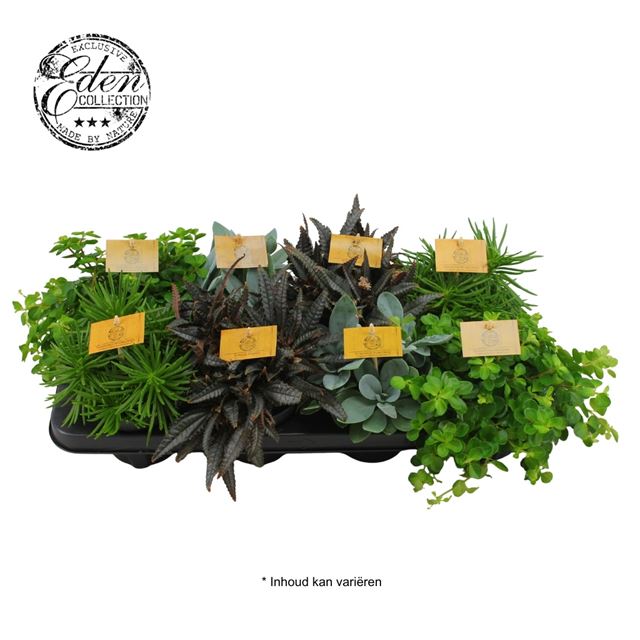 Picture of FOLIAGE MIX IN TRAY