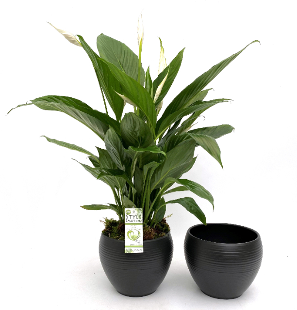 Picture of SPATHIPHYLLUM BINGO CUPIDO 4+ IN BLACK POT