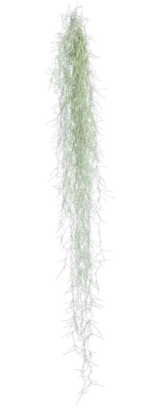 Picture of Tillandsia usneoides xxl