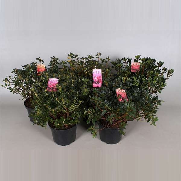 Picture of Rhododendron japonica (azalea) mix
