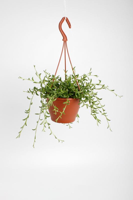 Picture of SENECIO RADICANS STRING OF BANANAS IN HANGING BASK