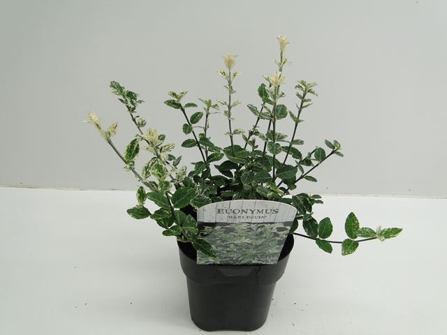 Picture of EUONYMUS FORTUNEI HARLEQUIN