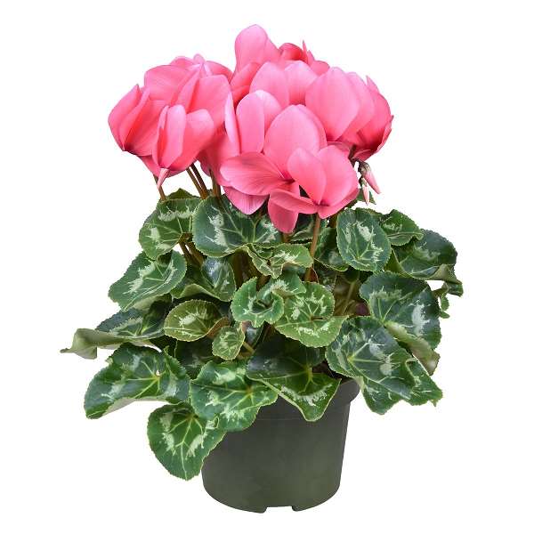 Picture of CYCLAMEN PERSICUM PINK