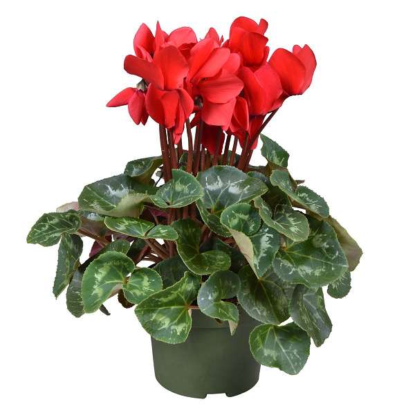 Picture of CYCLAMEN PERSICUM RED