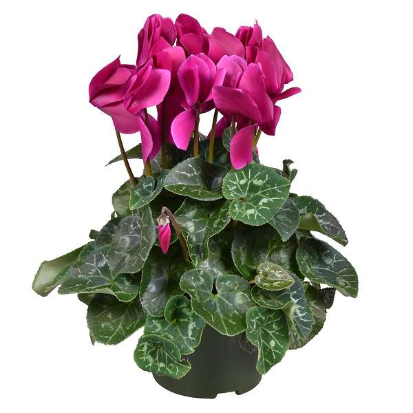 Picture of CYCLAMEN PERSICUM PURPLE