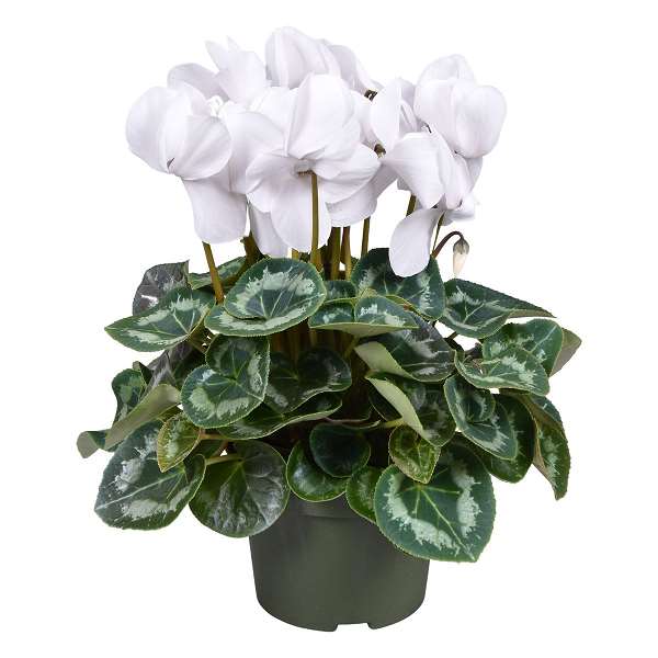 Picture of CYCLAMEN PERSICUM WHITE