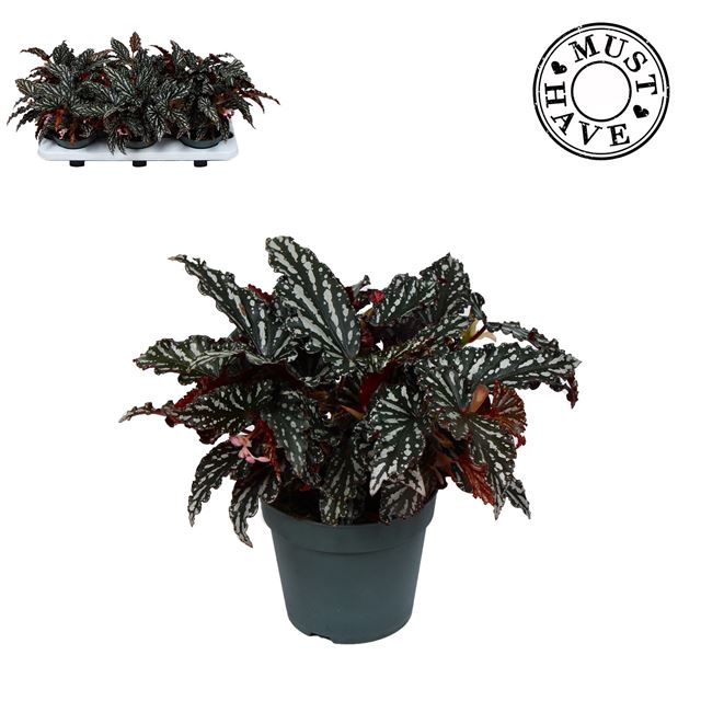 Picture of Begonia maculata spotlight dark