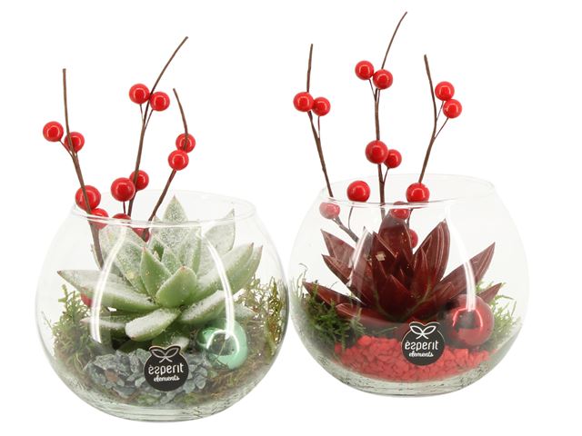 Picture of X-MAS ARRANGEMENT 01PP GLASS