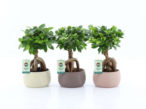 Picture of Ficus microcarpa ginseng in ceramic