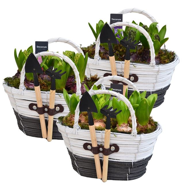 Picture of Hyacinthus 06bulbs basket tools