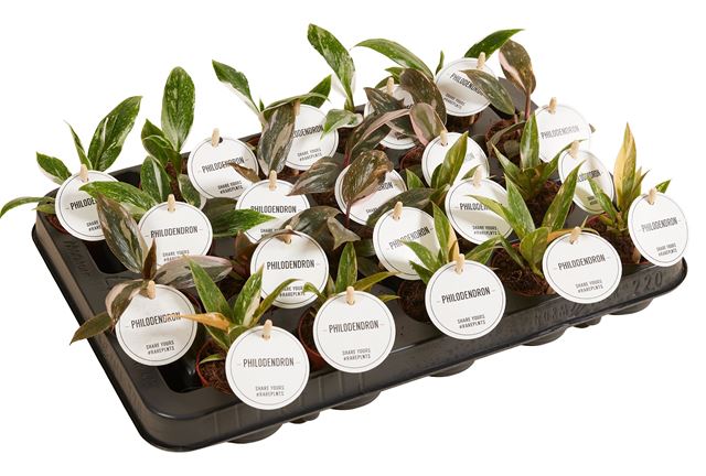 Picture of Philodendron princess mix