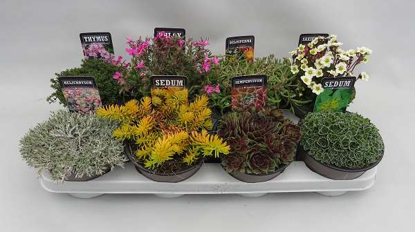 Picture of ALPINES MIX