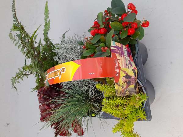 Picture of AUTUMN MIX 06-PACK