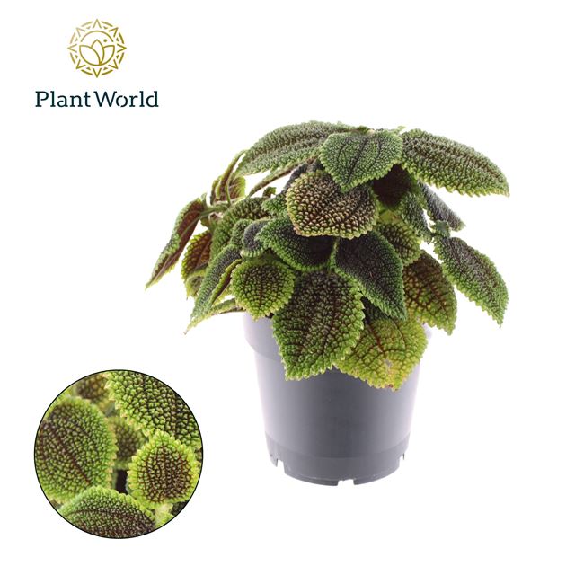 Picture of PILEA MOONVALLEY