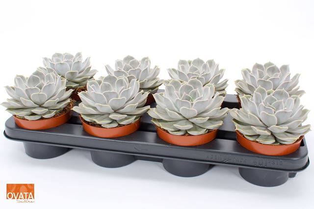 Picture of ECHEVERIA LILACINA PEARLS