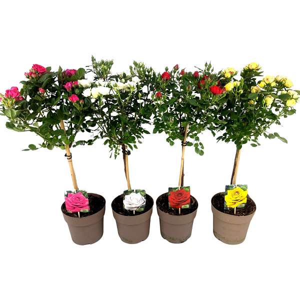 Picture of Rosa on stem