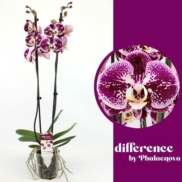 Picture of Phalaenopsis 02-stem compilation