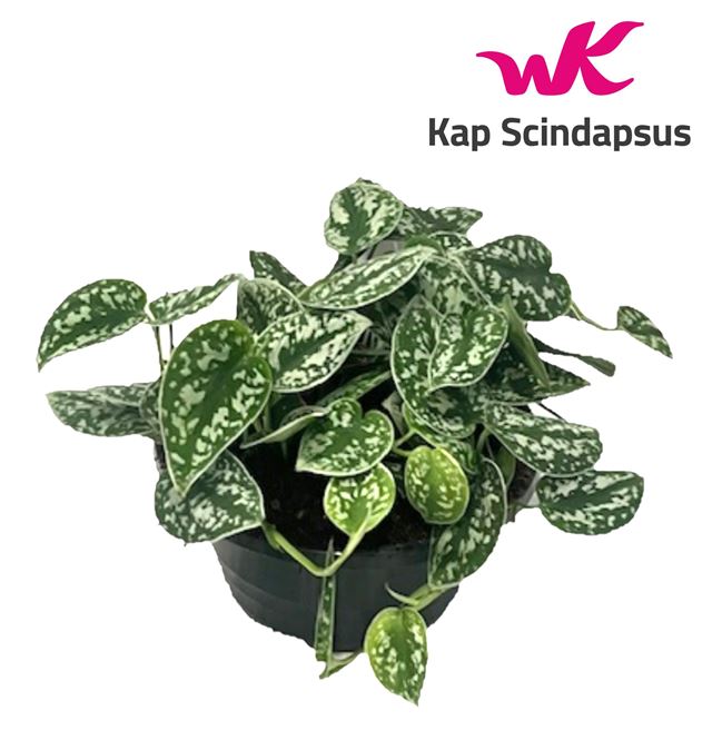 Picture of SCINDAPSUS PICTUS BOWL