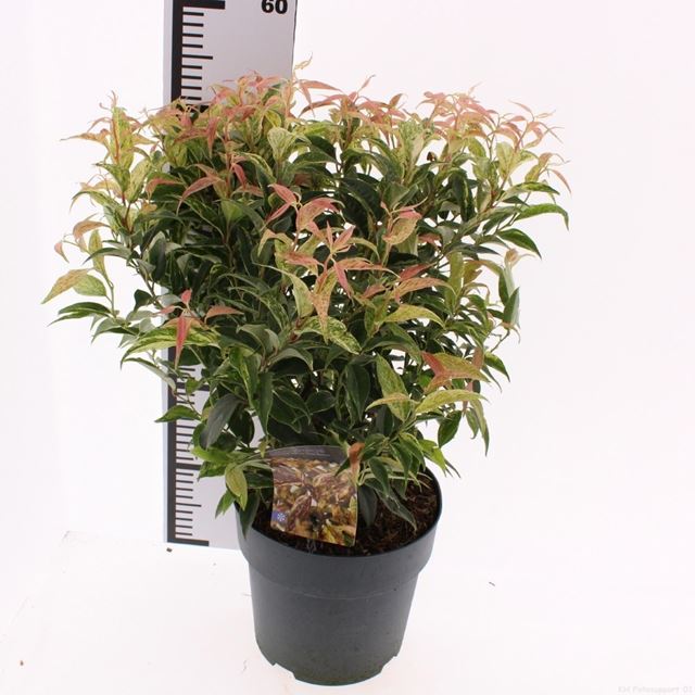 Picture of Leucothoe walteri rainbow