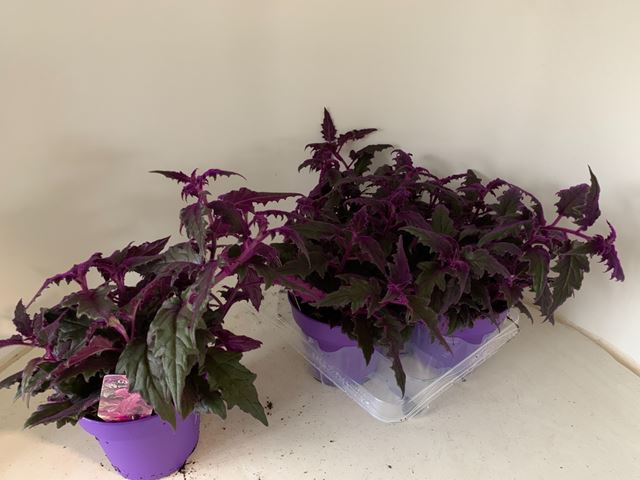 Picture of GYNURA IN PURPLE POT