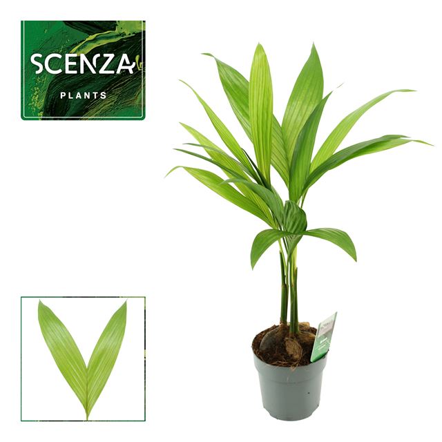 Picture of Areca catechu