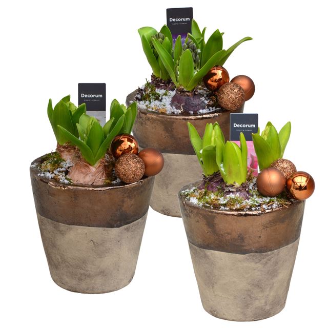 Picture of HYACINTHUS 03BULBS CERAMIC DALEY