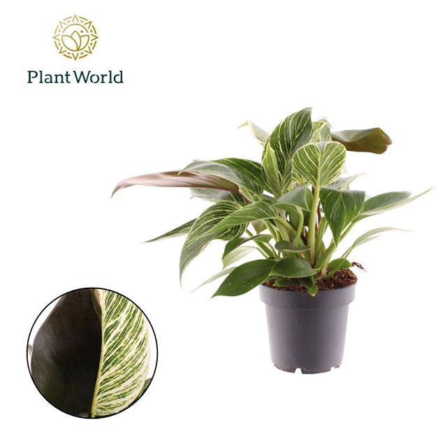Picture of Philodendron maximum