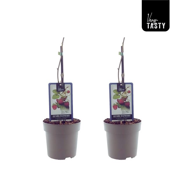 Picture of Rubus autumn bliss