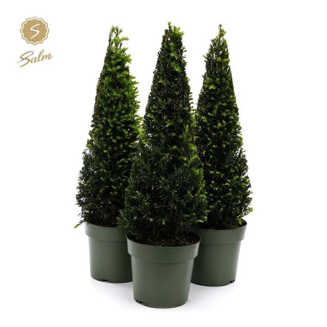Picture of Taxus baccata pyramid