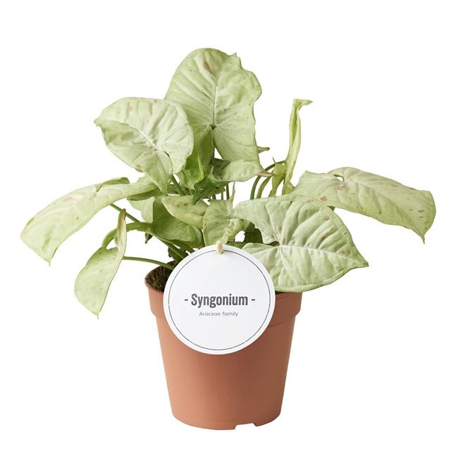 Picture of Syngonium confetti