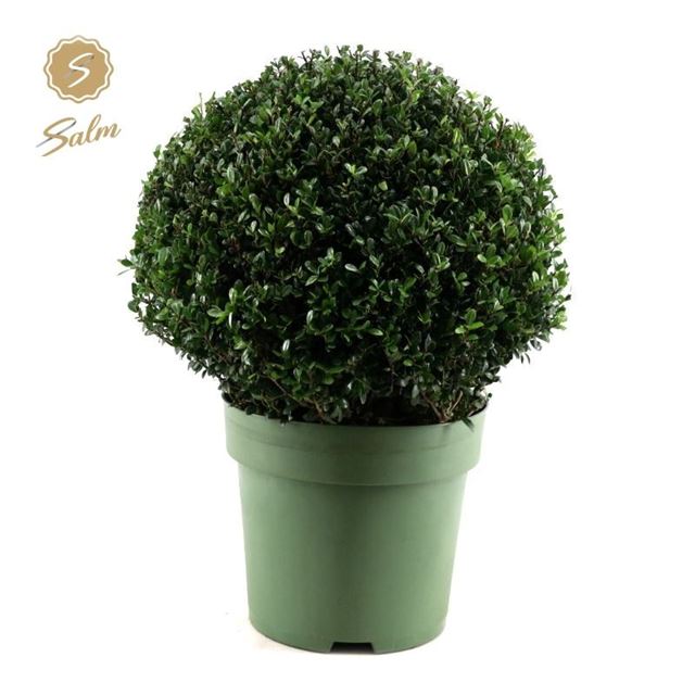 Picture of ILEX CRENATA BALL 050CM