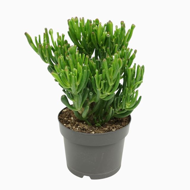 Picture of Crassula ovata gollum